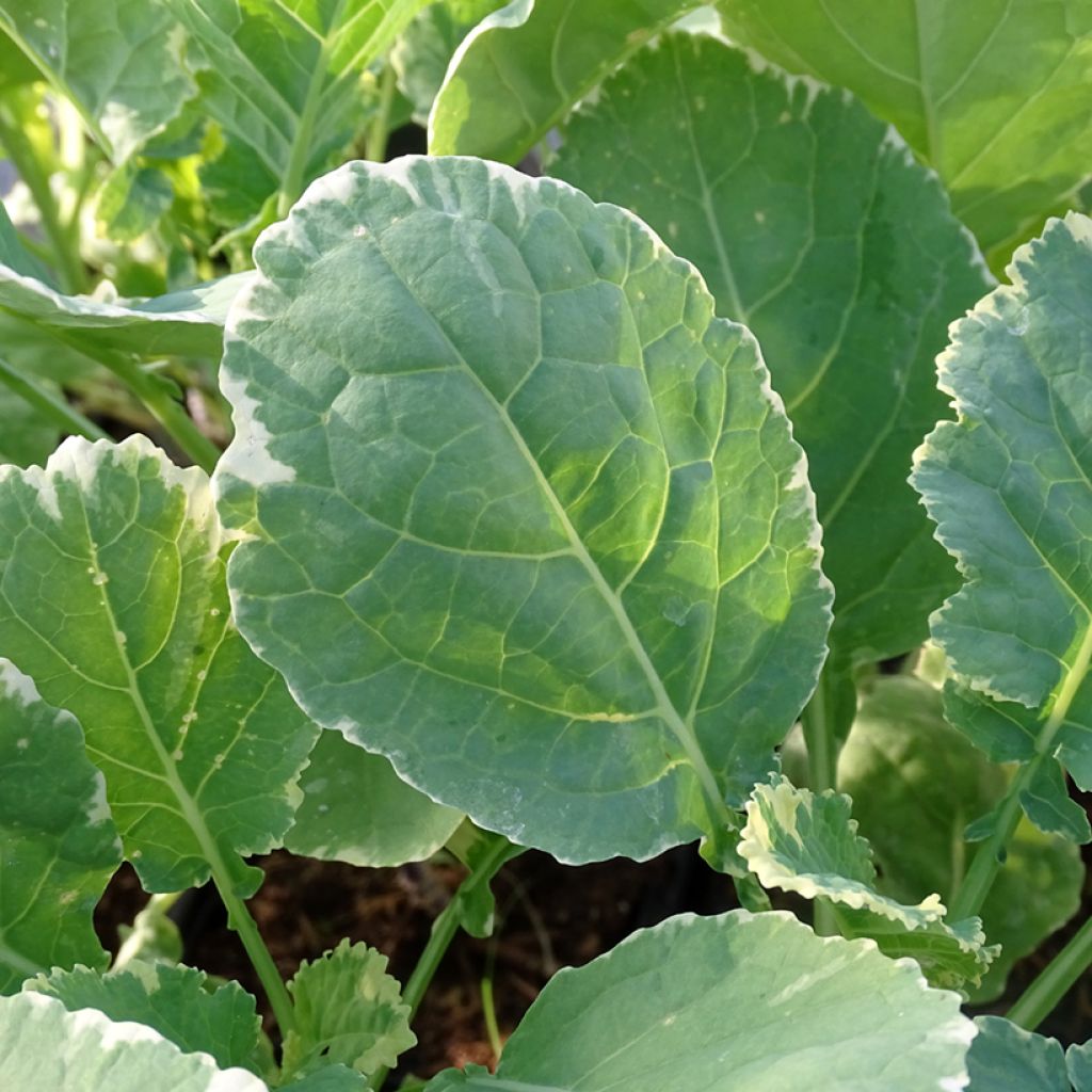 Chou perpétuel Daubenton Popof panaché BIO - Brassica oleracea