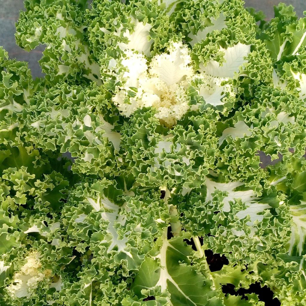 Chou frisé Kale Frost Byte F1