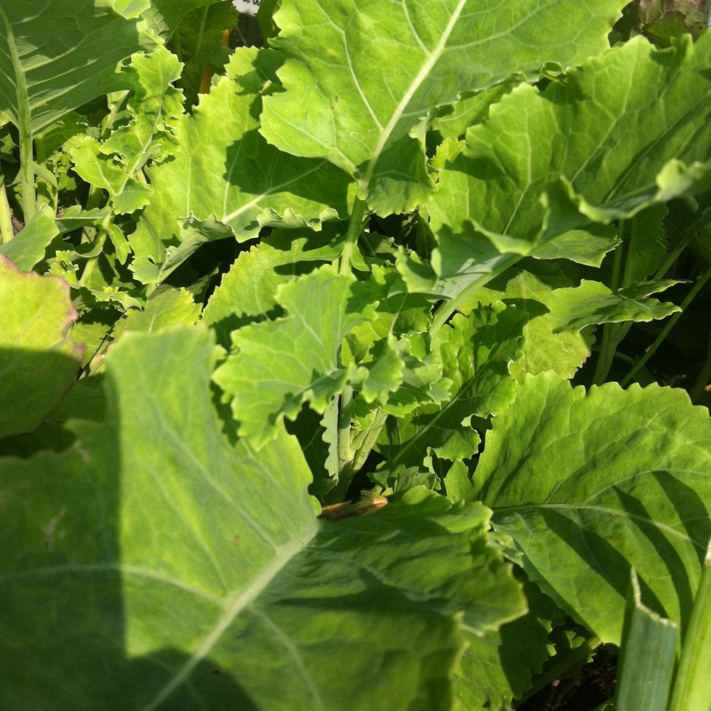 Chou perpétuel - Brassica oleracea