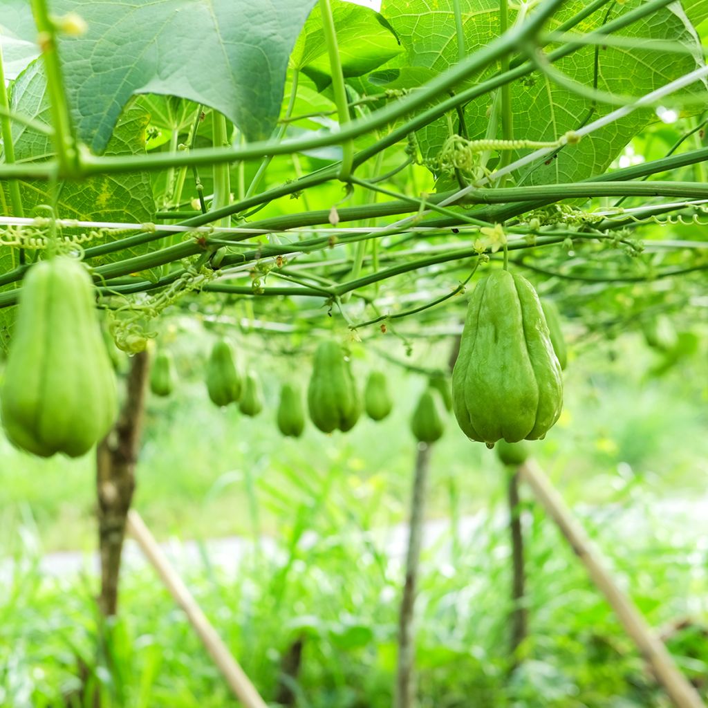 Christophine - Chayote 