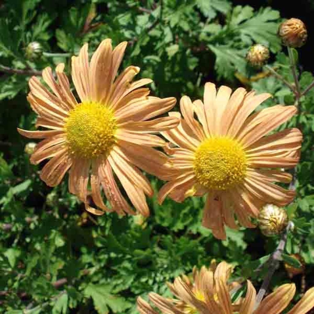 Chrysanthème rubellum Mary Stocker