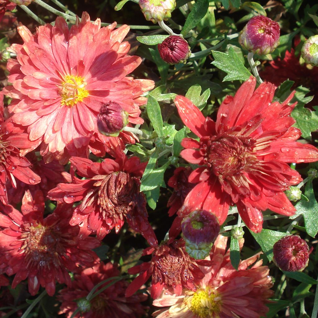 Chrysanthème rubellum Duchess of Edinburgh - Marguerite d'automne