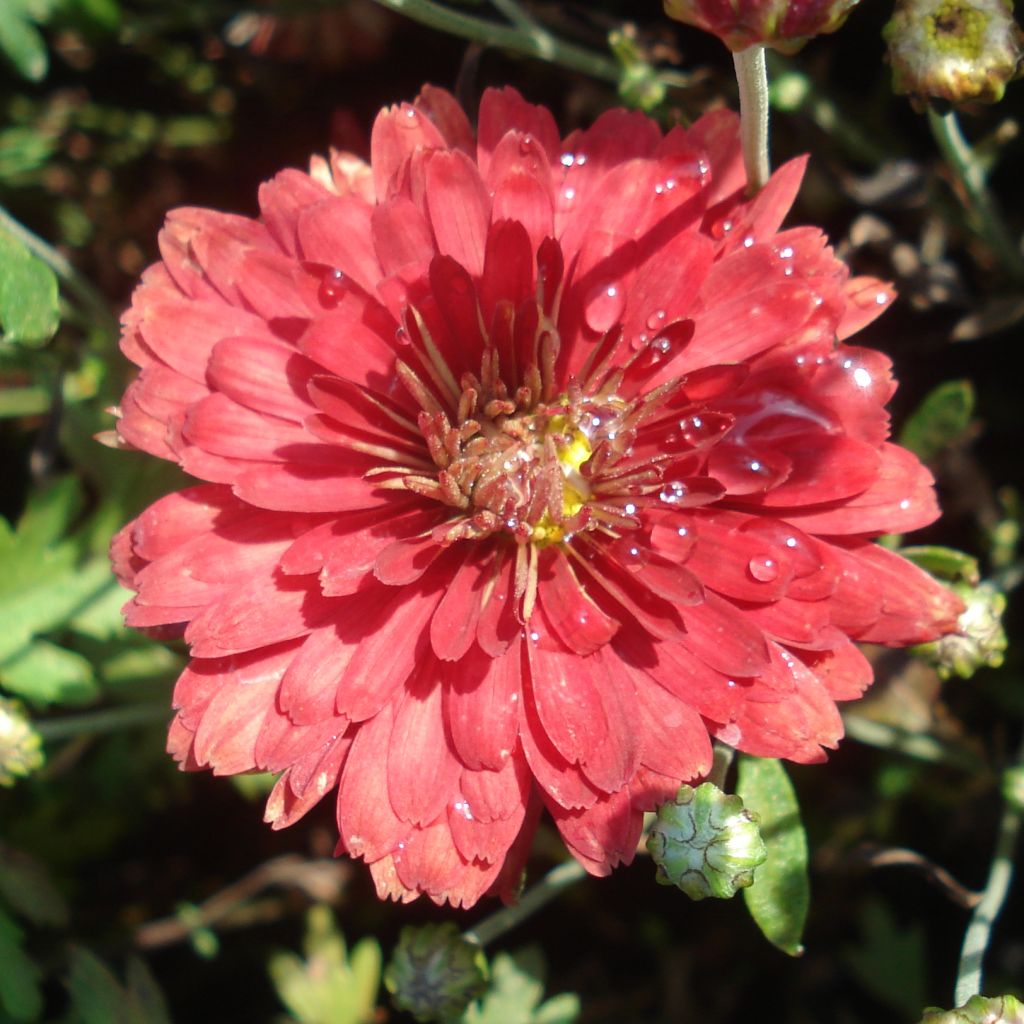 Chrysanthème rubellum Duchess of Edinburgh - Marguerite d'automne