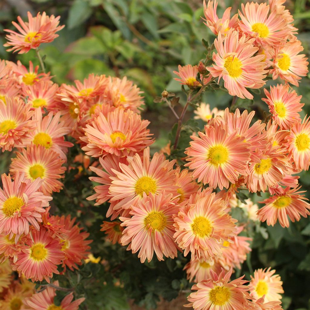 Chrysanthème des jardins Cottage Apricot - Chrysanthemum indicum