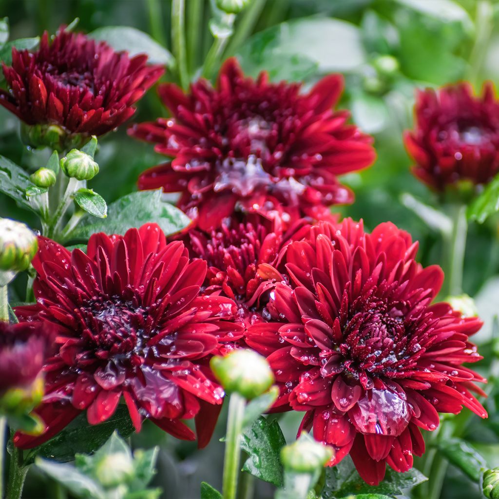 Chrysanthème des jardins Herbstrubin - Chrysanthemum x indicum