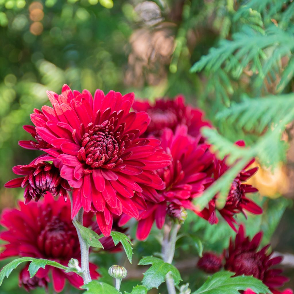 Chrysanthème des jardins Herbstrubin - Chrysanthemum x indicum