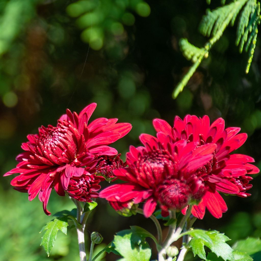 Chrysanthème des jardins Herbstrubin - Chrysanthemum x indicum