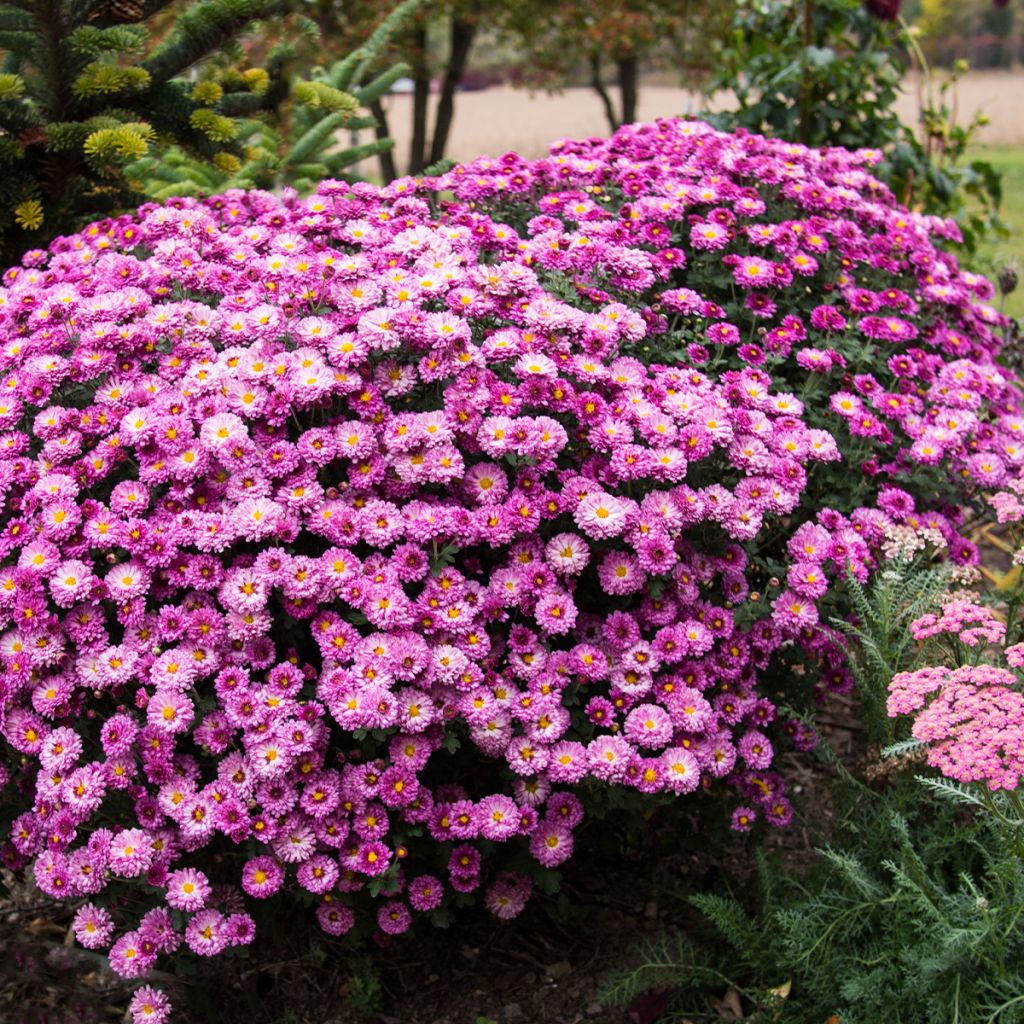 Chrysanthème des jardins Mei Kyo - Chrysanthemum indicum