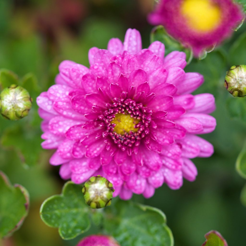 Chrysanthème des jardins Mei Kyo - Chrysanthemum indicum