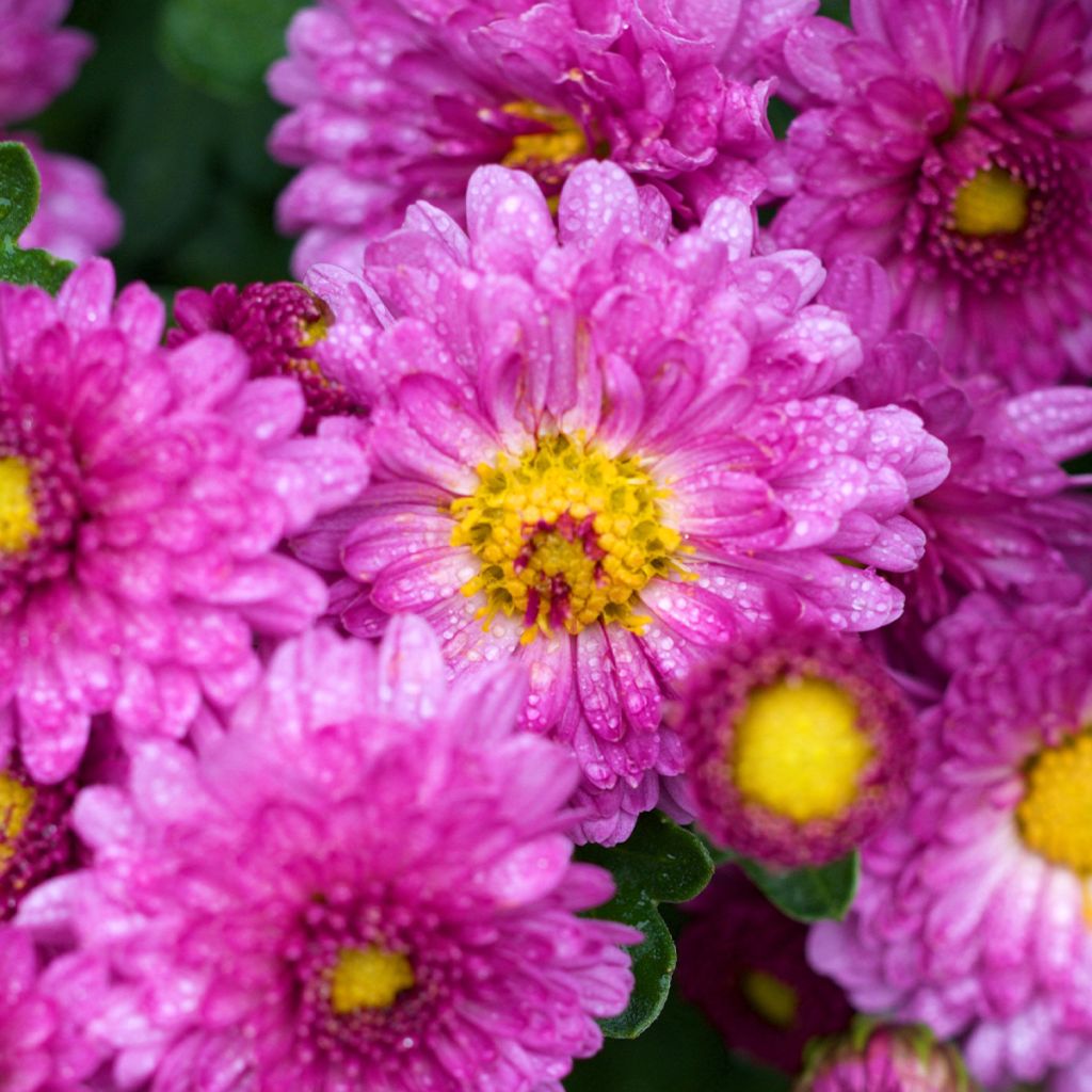 Chrysanthème des jardins Mei Kyo - Chrysanthemum indicum