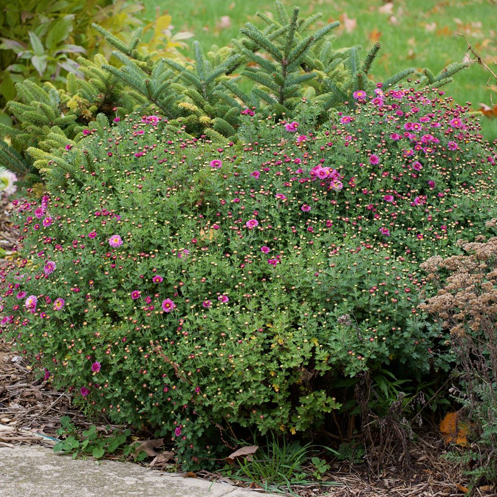 Chrysanthème des jardins Mei Kyo - Chrysanthemum indicum