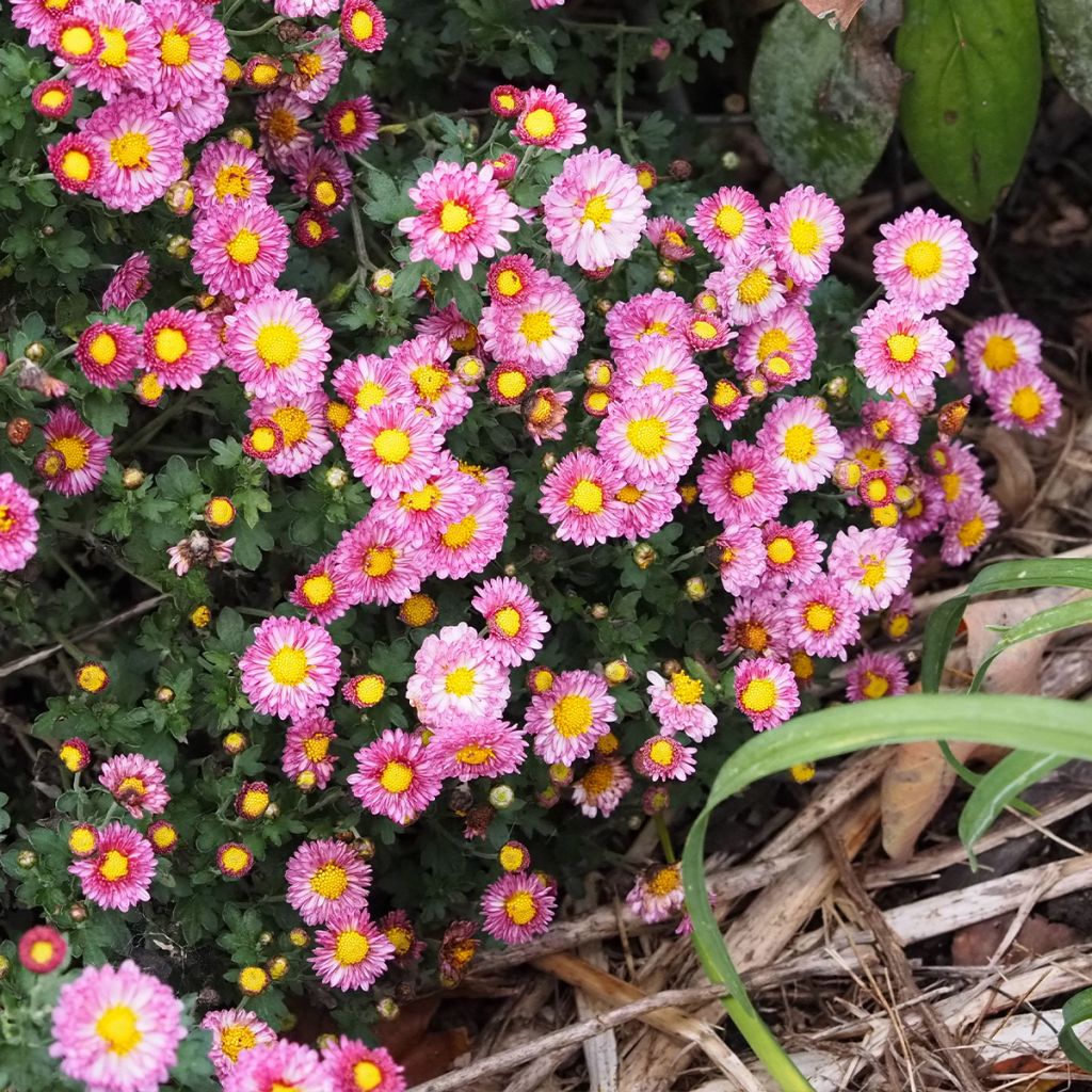 Chrysanthème des jardins Mei Kyo - Chrysanthemum indicum