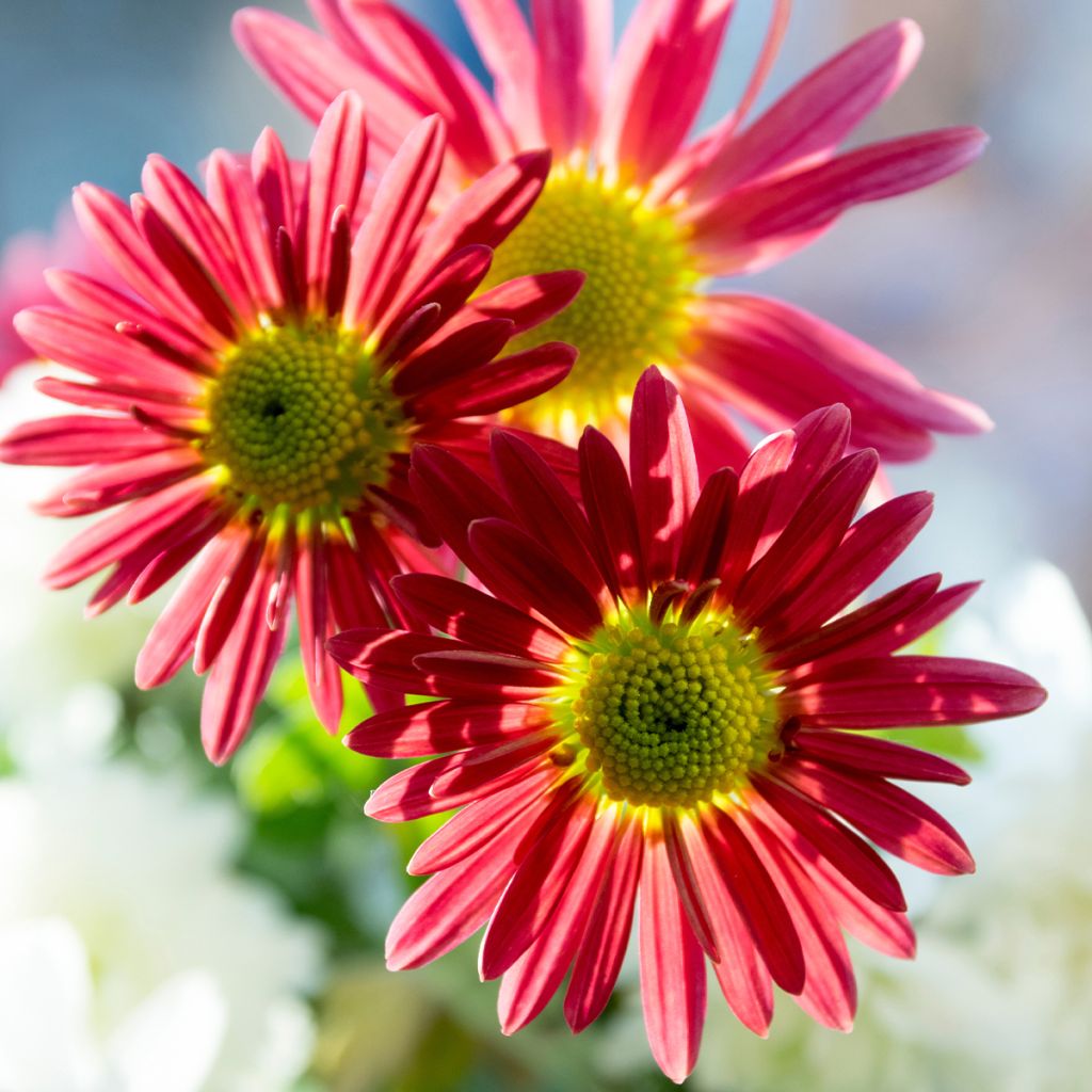 Chrysanthème des jardins Oury - Chrysanthemum indicum