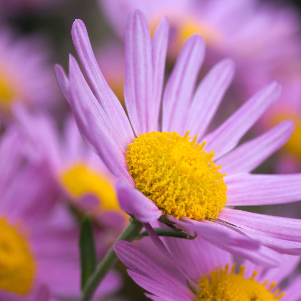 Chrysanthème rubellum Clara Curtis - Marguerite d'automne