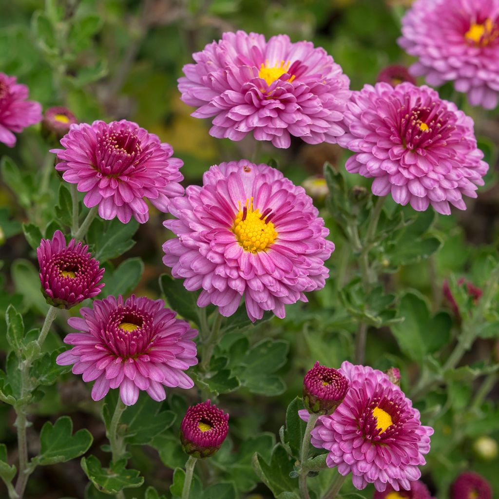 Chrysanthème des jardins Anastasia - Dendranthema x indicum