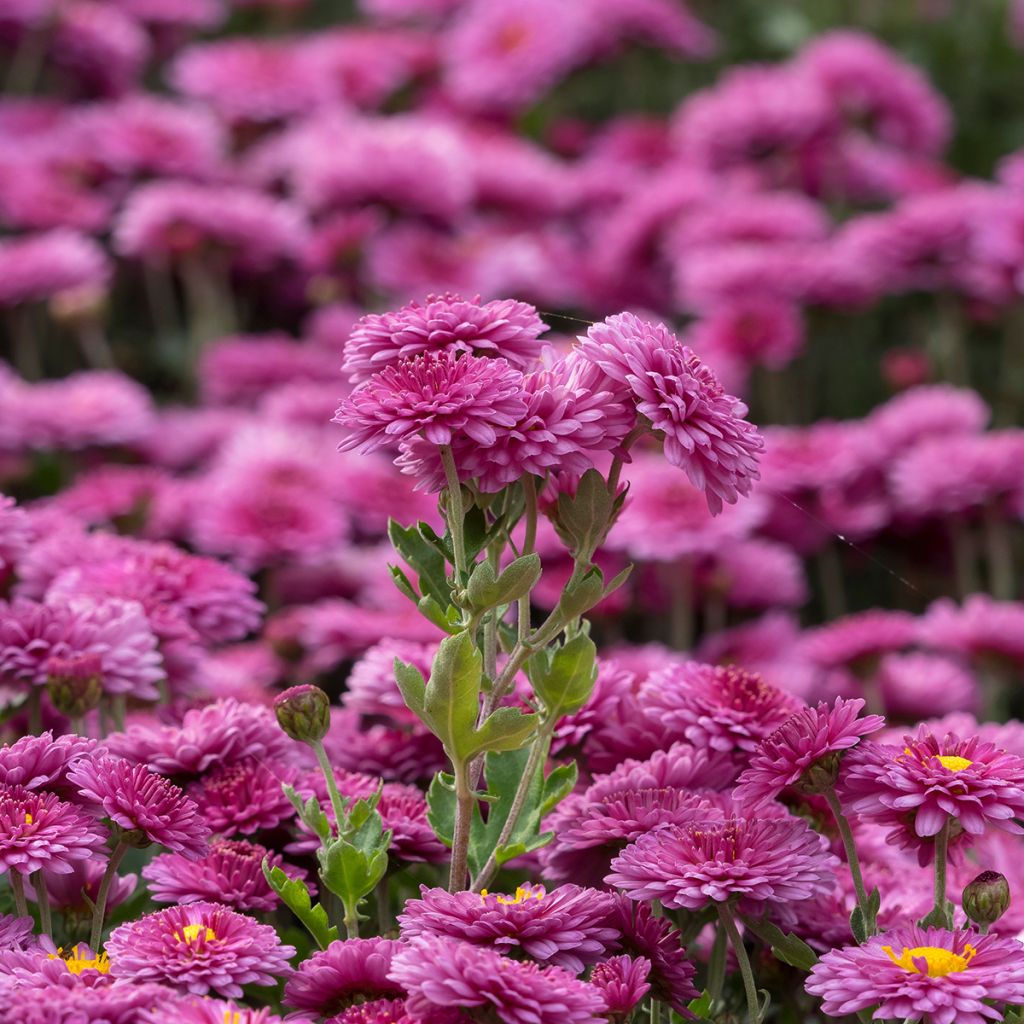 Chrysanthème des jardins Anastasia - Dendranthema x indicum