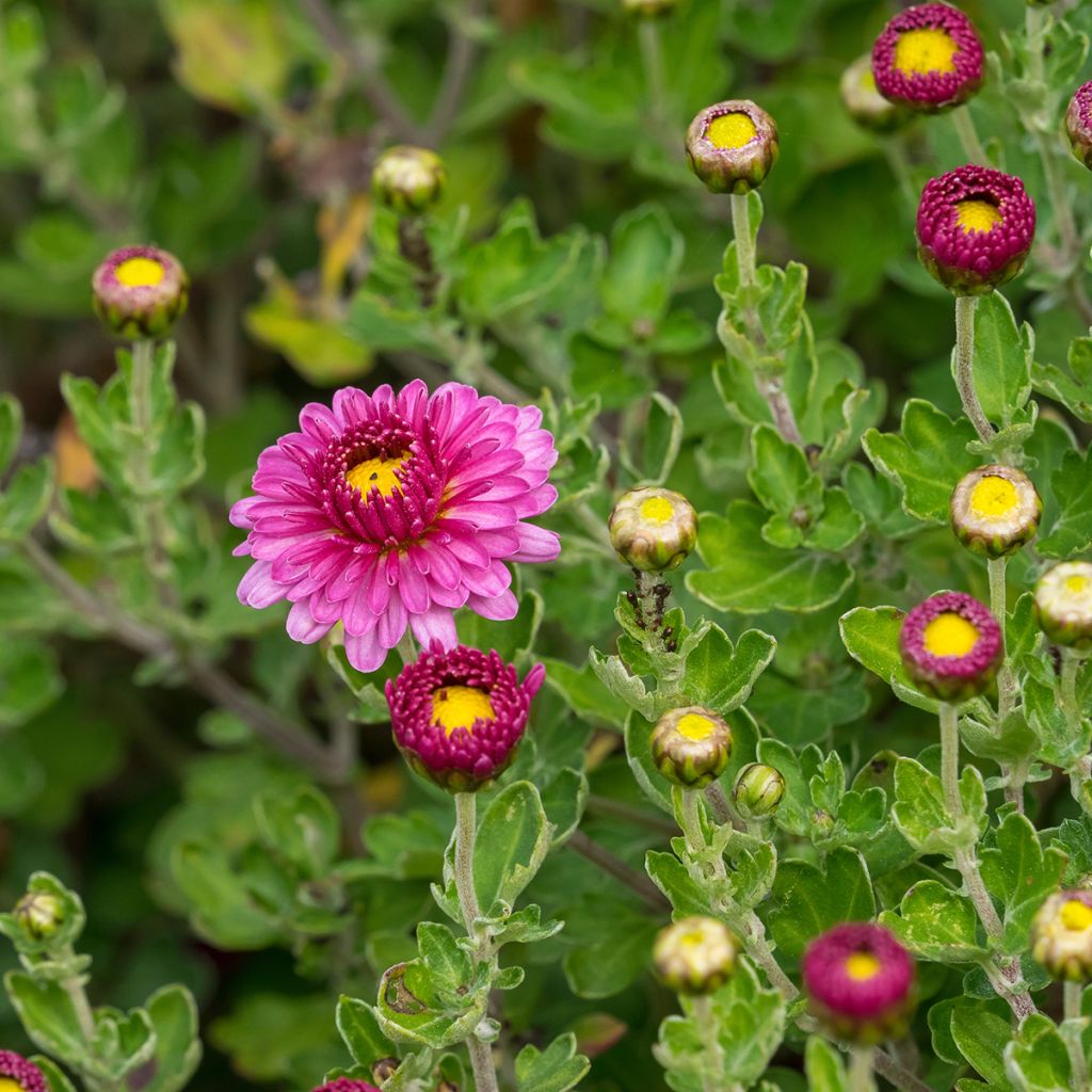 Chrysanthème des jardins Anastasia - Dendranthema x indicum