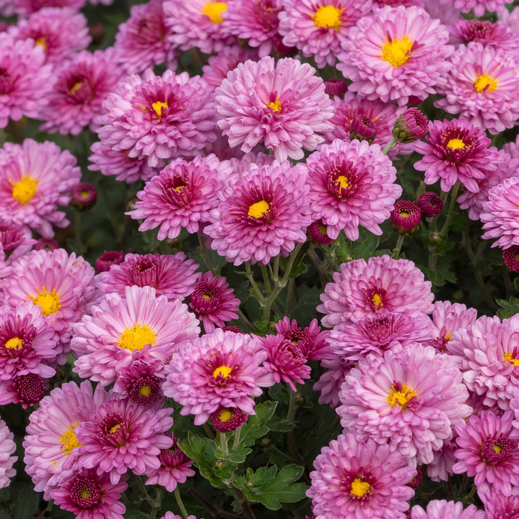 Chrysanthème des jardins Anastasia - Dendranthema x indicum