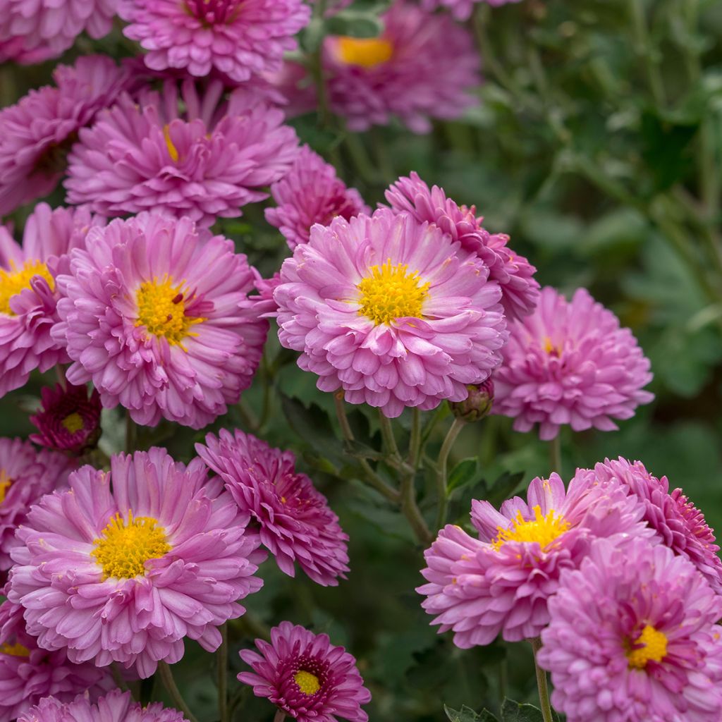 Chrysanthème des jardins Anastasia - Dendranthema x indicum