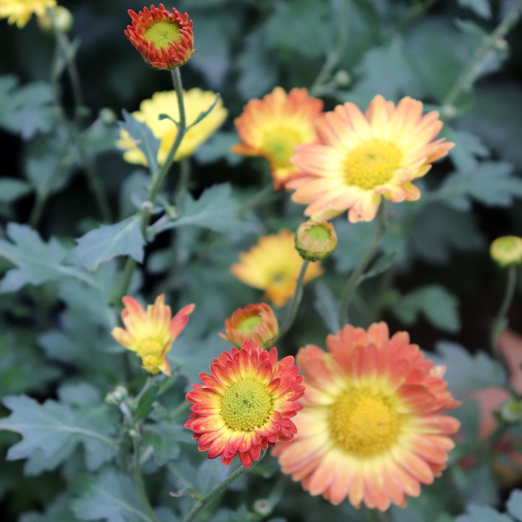 Chrysanthème rubellum Dernier Soleil - Marguerite d'automne.