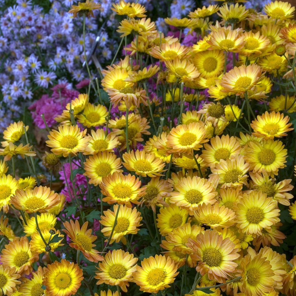 Chrysanthème rubellum Dernier Soleil - Marguerite d'automne.