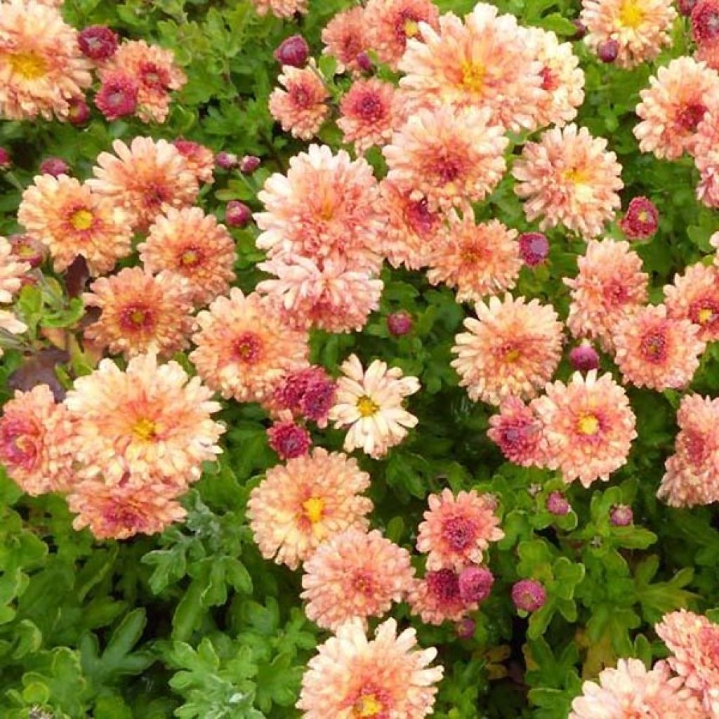 Chrysanthème des jardins Herbstbrokat - Chrysanthemum (x) indicum