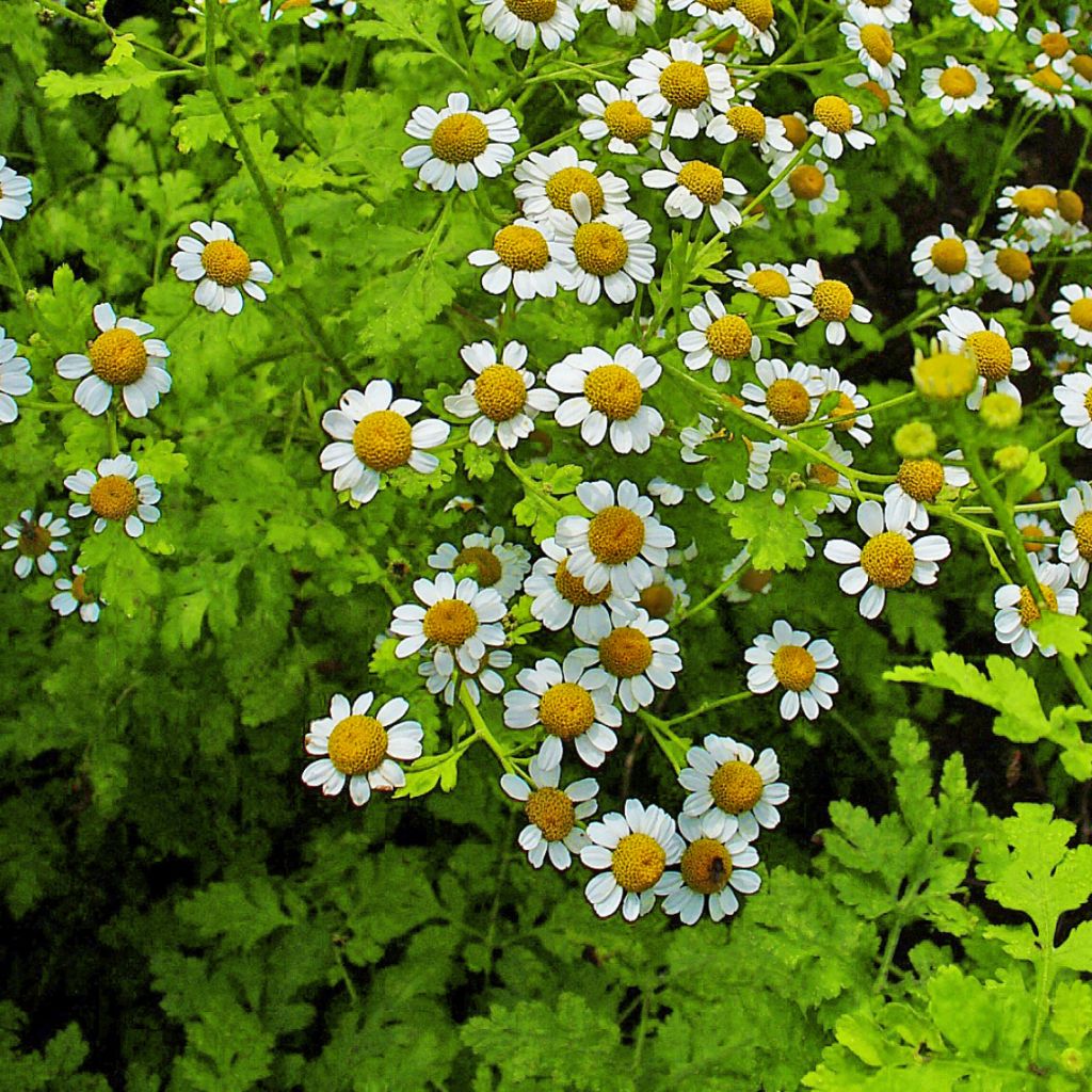 Chrysanthemum parthenium Aureum, Marguerite