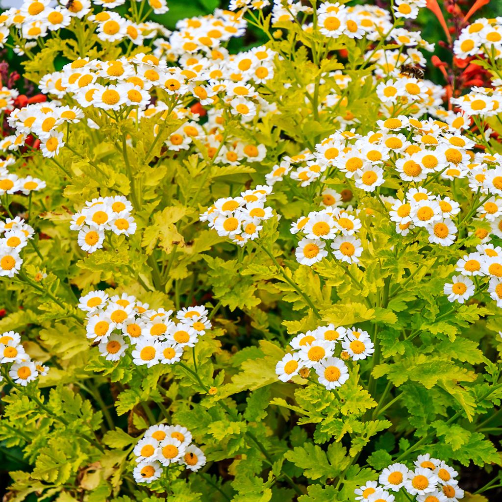 Chrysanthemum parthenium Aureum, Marguerite