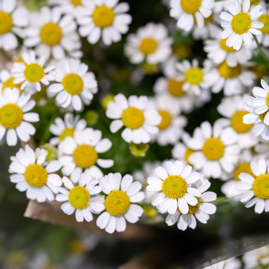 Chrysanthemum parthenium Aureum, Marguerite