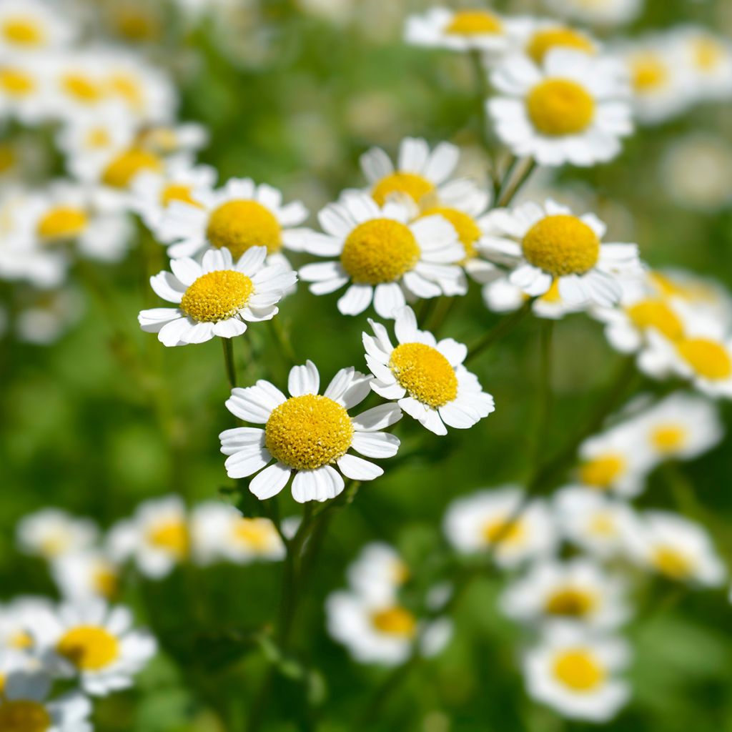 Chrysanthemum parthenium Aureum, Marguerite