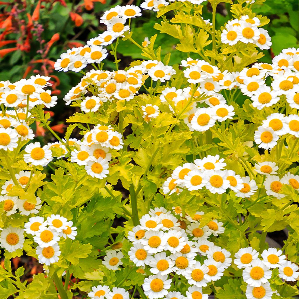 Chrysanthemum parthenium Aureum, Marguerite