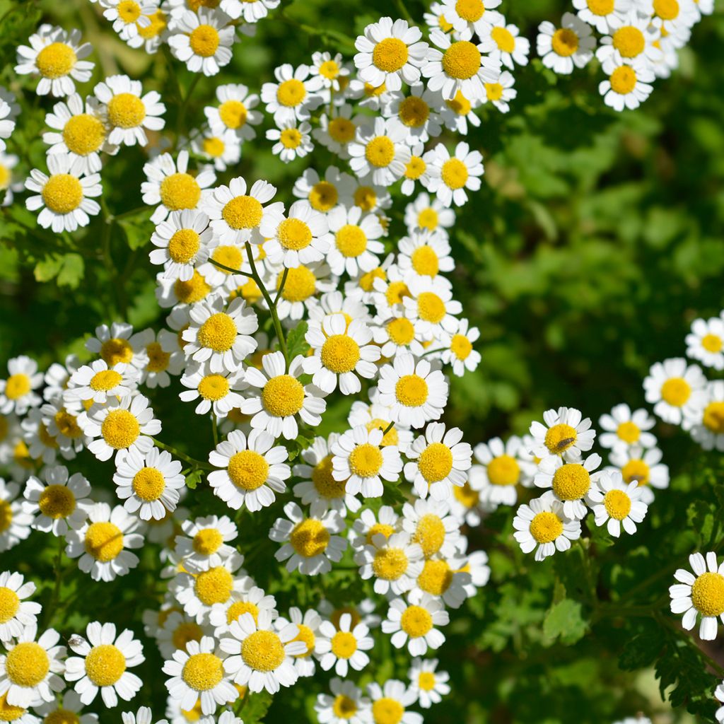 Chrysanthemum parthenium Aureum, Marguerite