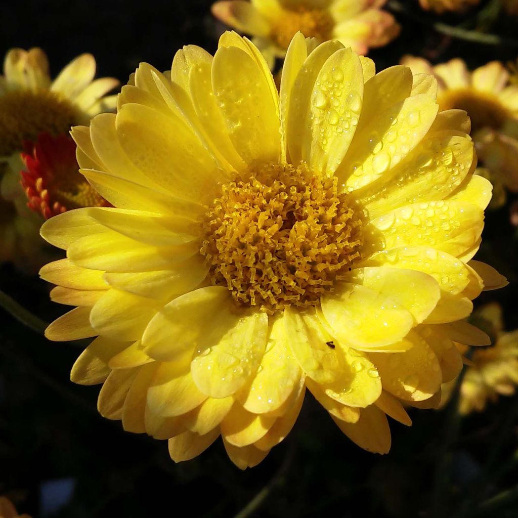 Chrysanthème rubellum Dernier Soleil - Marguerite d'automne.