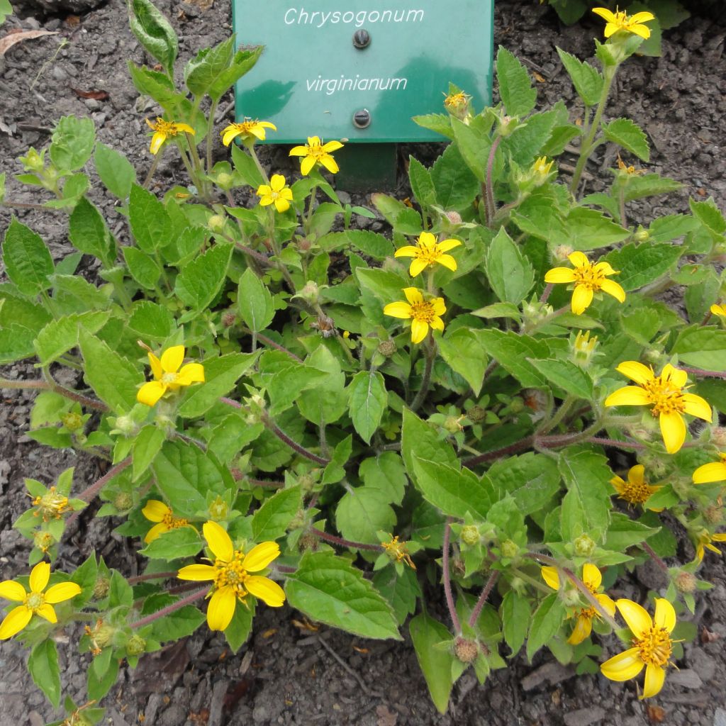 Chrysogonum virginianum - Genou doré