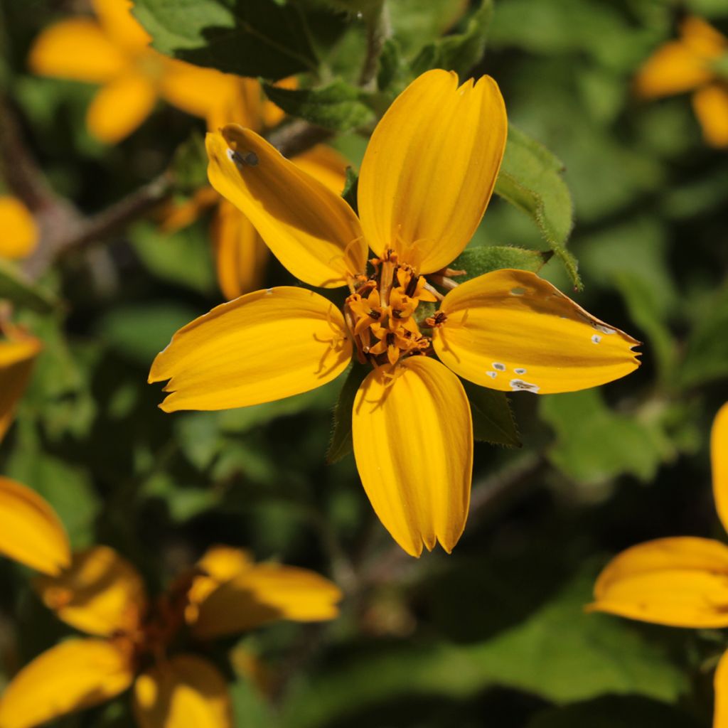 Chrysogonum virginianum - Genou doré