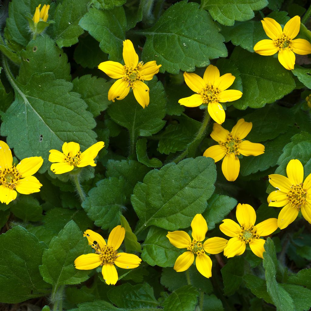 Chrysogonum virginianum - Genou doré