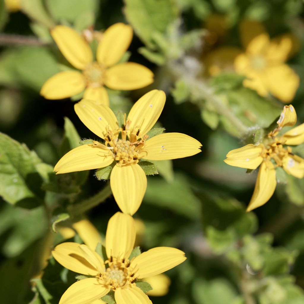 Chrysogonum virginianum - Genou doré