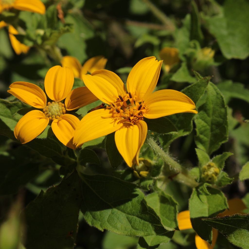 Chrysogonum virginianum - Genou doré