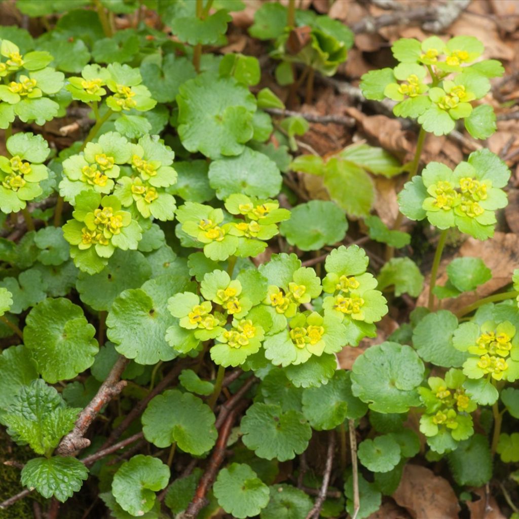 Chrysosplenium alternifolium - Dorine à feuilles alternes, Cresson doré, Cresson de rocher