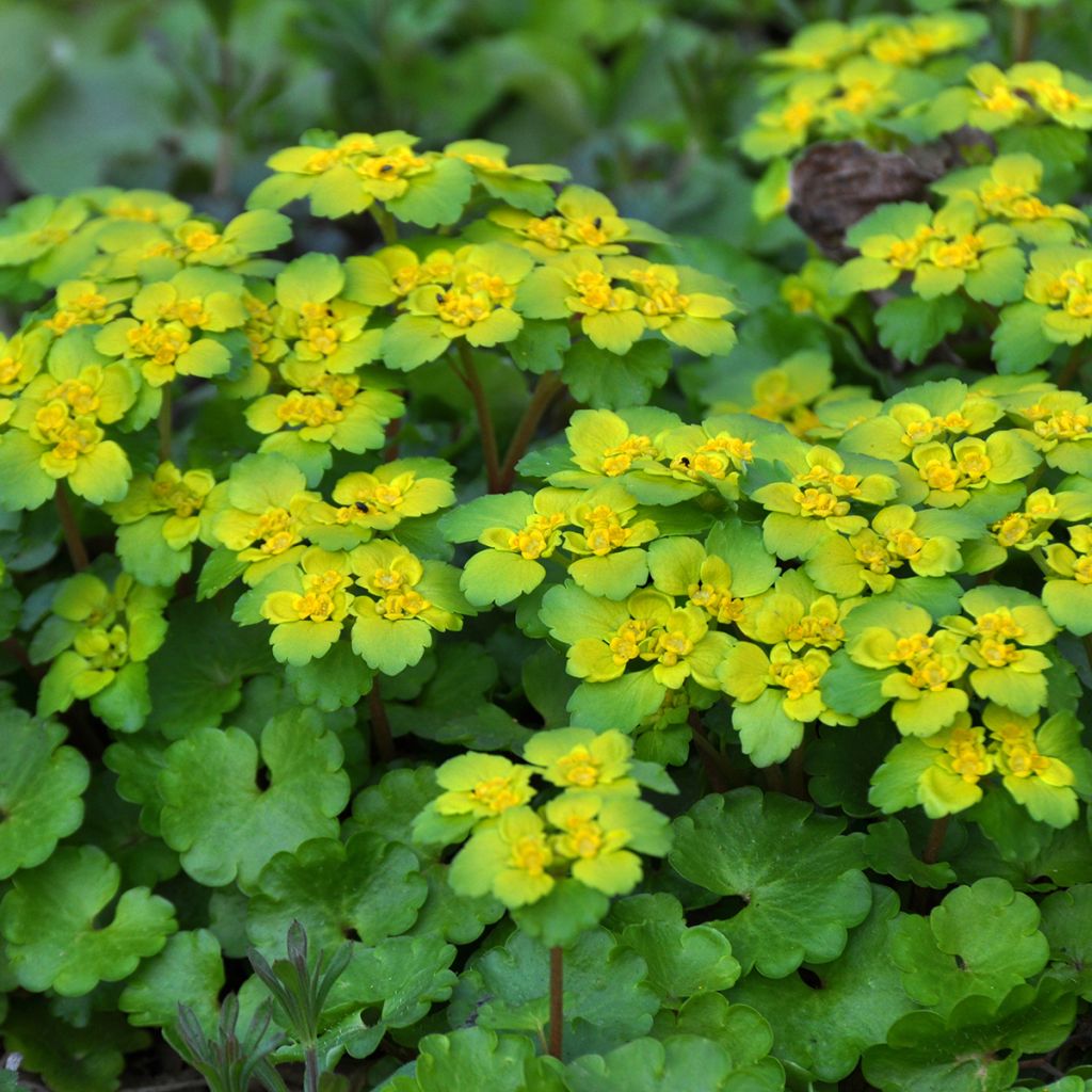 Chrysosplenium alternifolium - Dorine à feuilles alternes, Cresson doré, Cresson de rocher