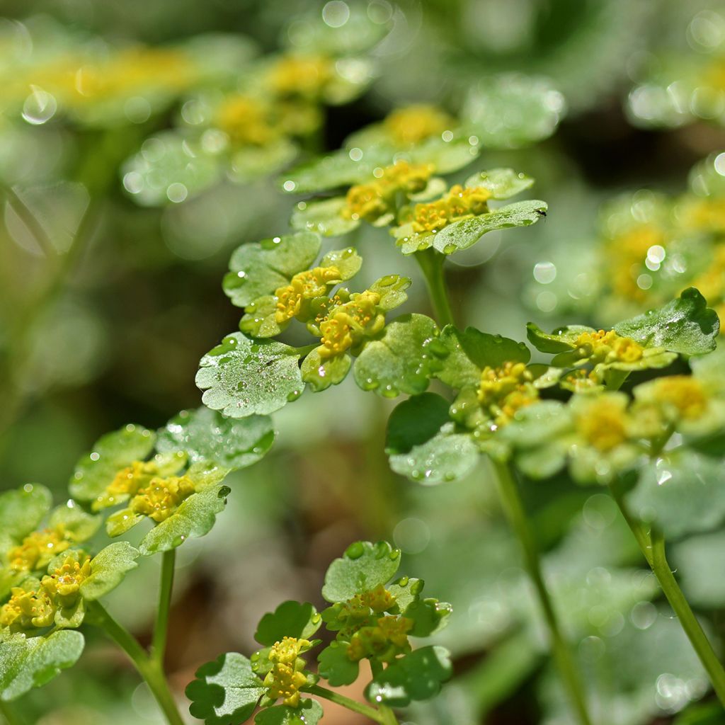 Chrysosplenium alternifolium - Dorine à feuilles alternes, Cresson doré, Cresson de rocher