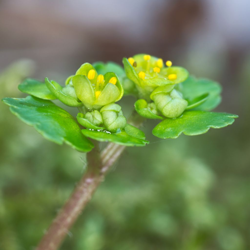 Chrysosplenium alternifolium - Dorine à feuilles alternes, Cresson doré, Cresson de rocher