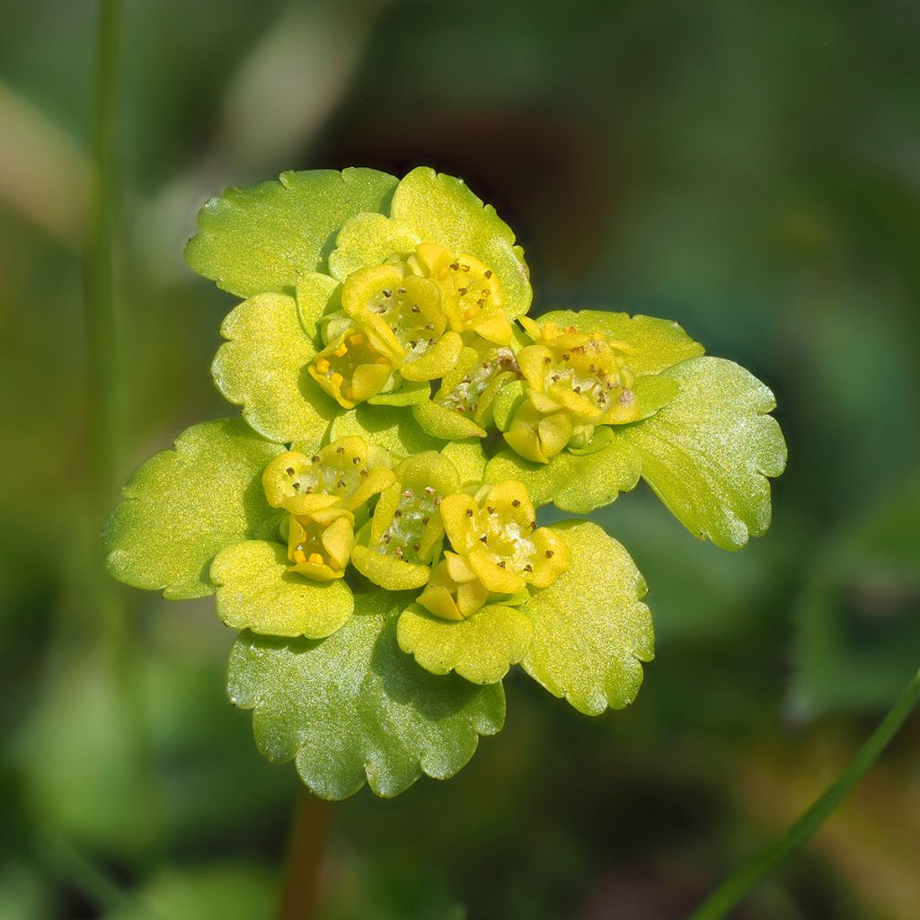 Chrysosplenium alternifolium - Dorine à feuilles alternes, Cresson doré, Cresson de rocher