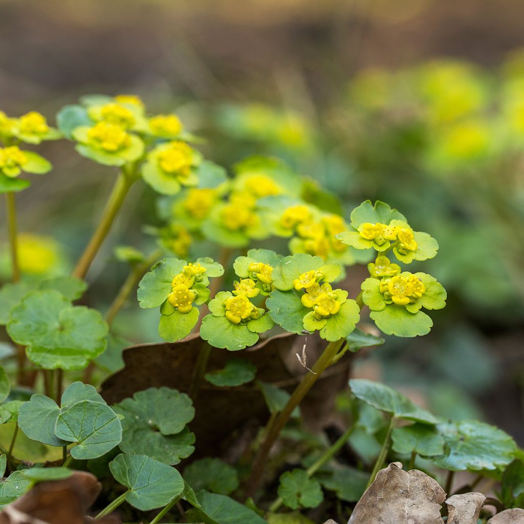 Chrysosplenium alternifolium - Dorine à feuilles alternes, Cresson doré, Cresson de rocher