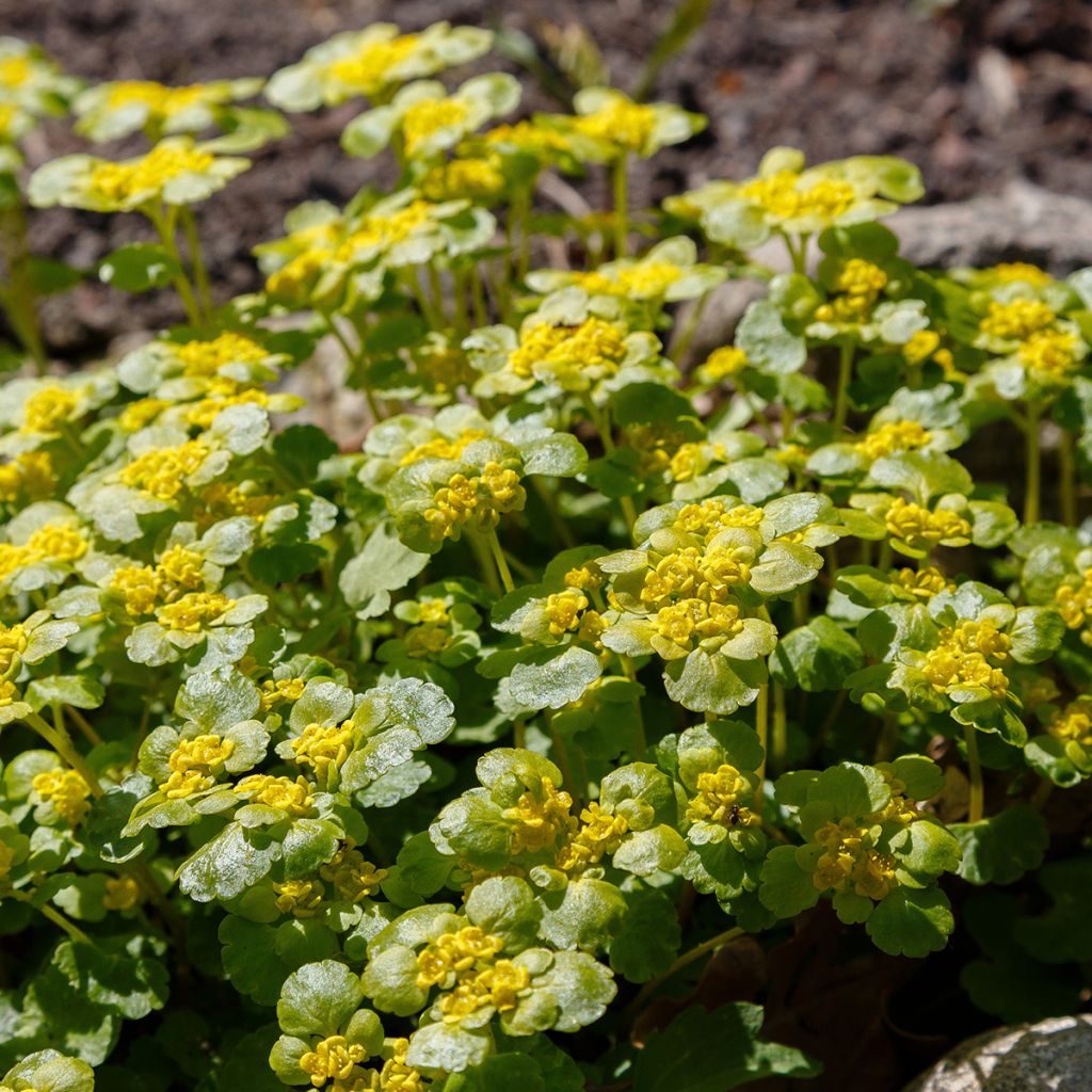 Chrysosplenium alternifolium - Dorine à feuilles alternes, Cresson doré, Cresson de rocher