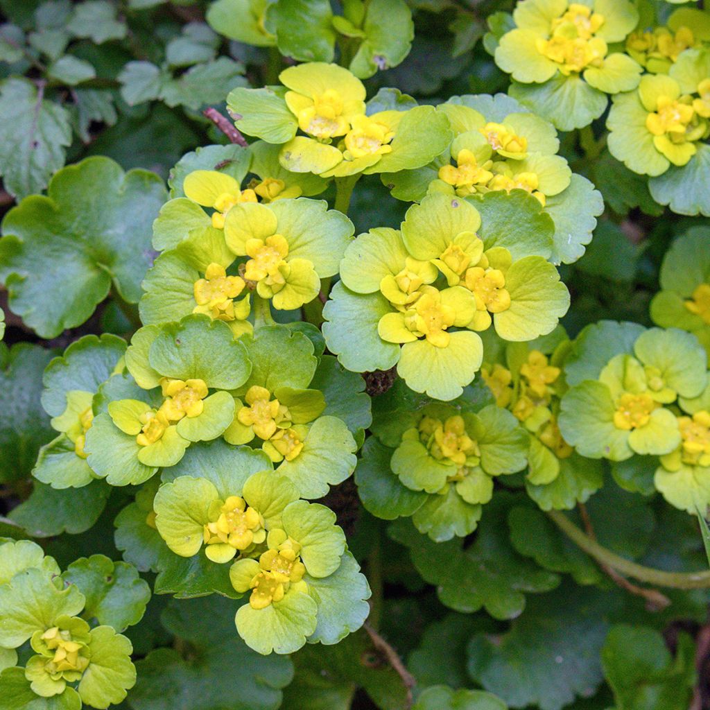 Chrysosplenium oppositifolium, Dorine