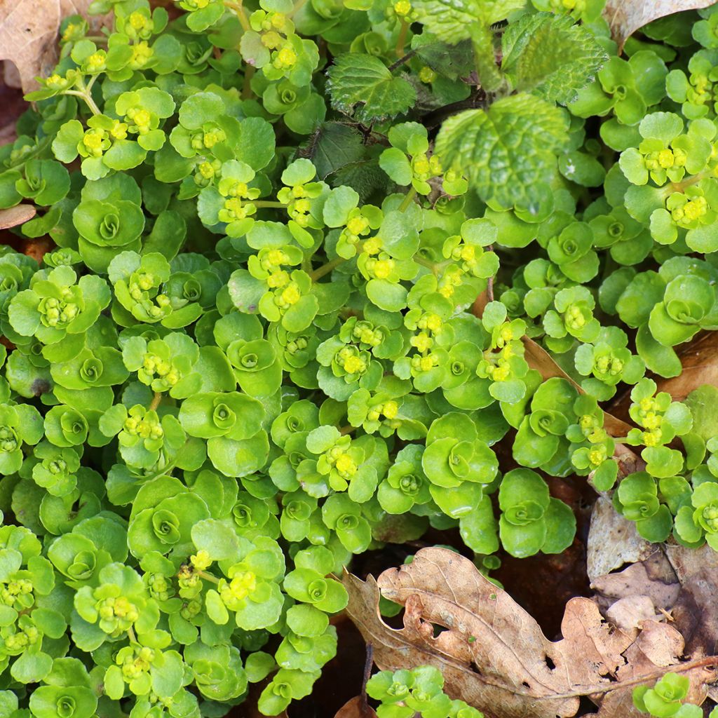 Chrysosplenium oppositifolium, Dorine