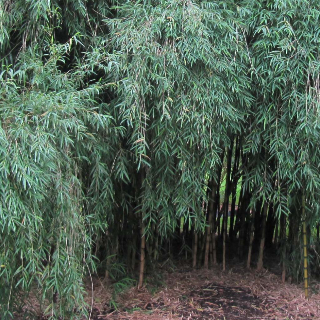 Chusquea couleou - Bambou des Incas