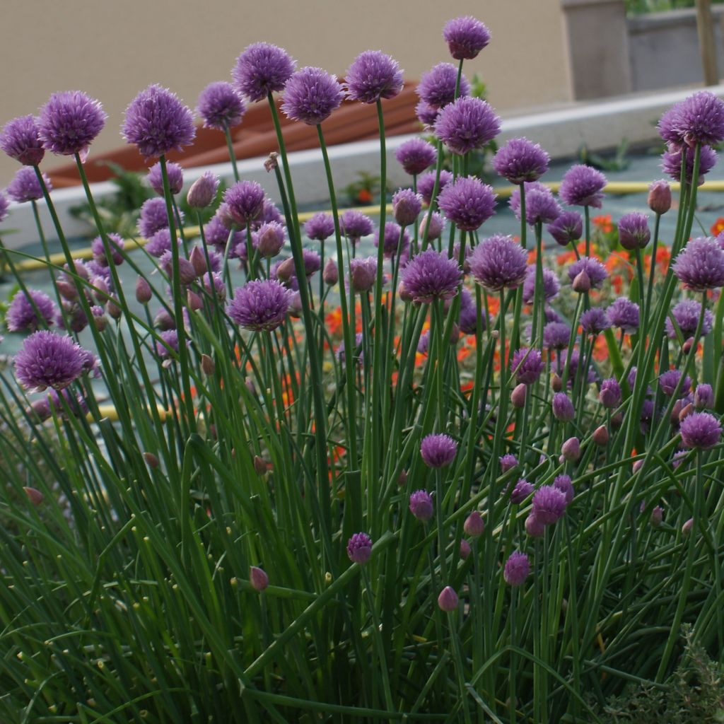 Ciboulette  - Allium schoenoprasum - civette