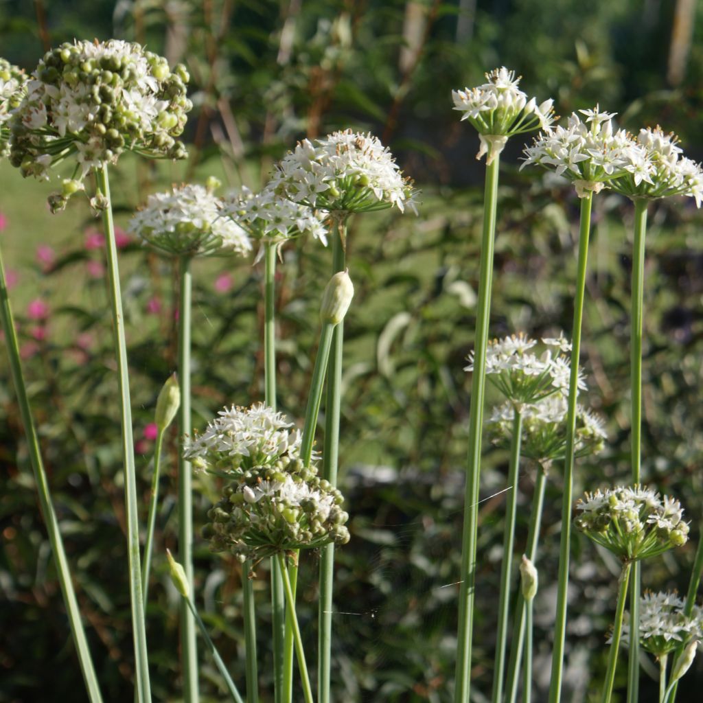 Ciboulette de Chine - Allium tuberosum - Ciboule de Chine